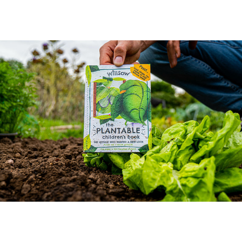 Plantable children book lettuce outdoor